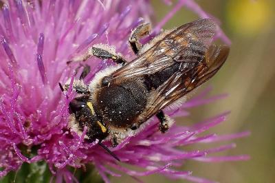 <i>Anthidium septemspinosum</i>