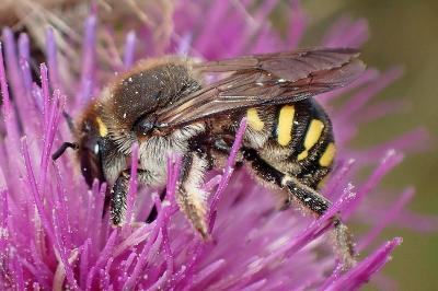 <i>Anthidium septemspinosum</i>