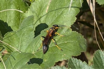 <i>Sceliphron caementarium</i>