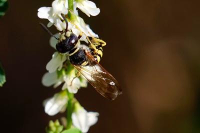 <i>Philanthus triangulum</i>