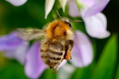 <i>Bombus</i>