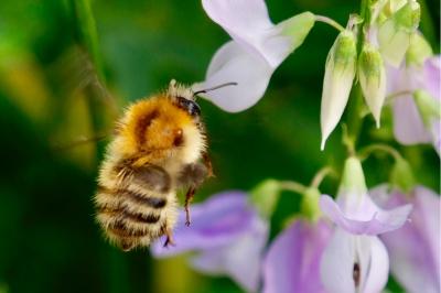 <i>Bombus</i>