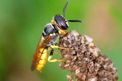 <i>Philanthus triangulum</i>