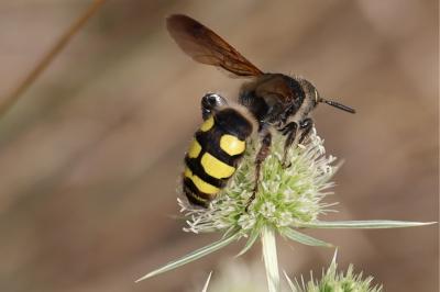 <i>Colpa sexmaculata</i>