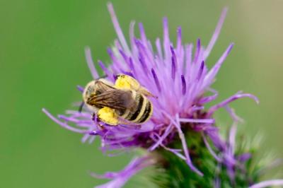 <i>Halictus scabiosae</i>