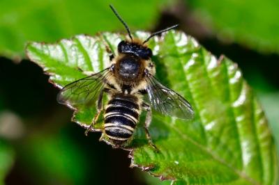 <i>Megachile</i>