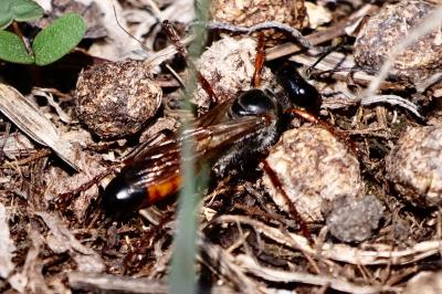 <i>Sphex funerarius</i>