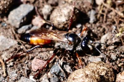 <i>Sphex funerarius</i>