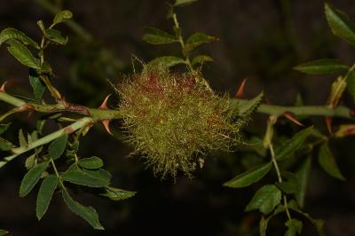 <i>Diplolepis rosae</i>