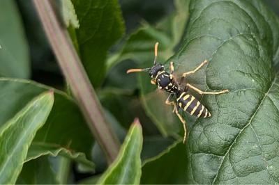 <i>Polistes dominula</i>
