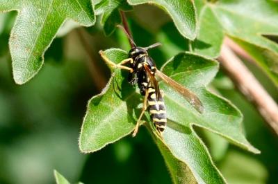 <i>Polistes dominula</i>
