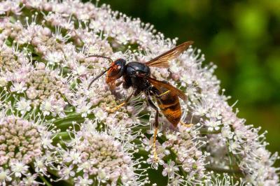 <i>Vespa velutina</i>