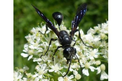 <i>Isodontia mexicana</i>