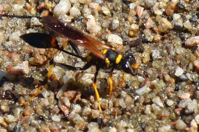 <i>Sceliphron caementarium</i>