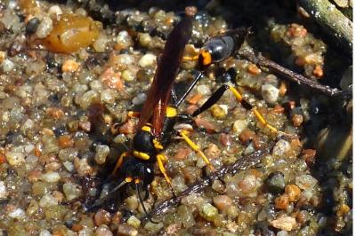 <i>Sceliphron caementarium</i>