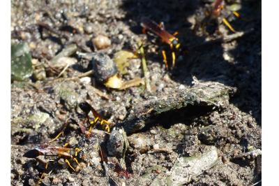 <i>Sceliphron caementarium</i>