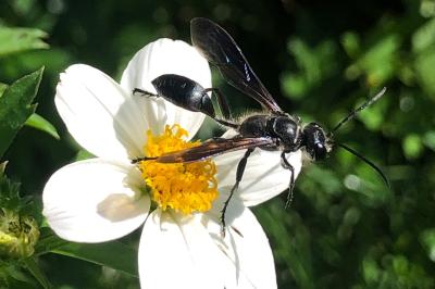 <i>Isodontia mexicana</i>