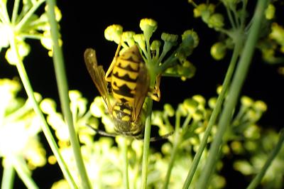 <i>Vespula</i>