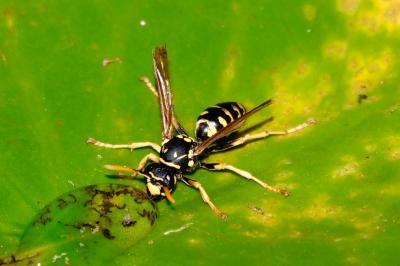<i>Polistes dominula</i>