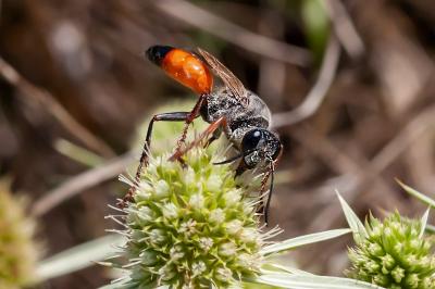 <i>Sphex funerarius</i>