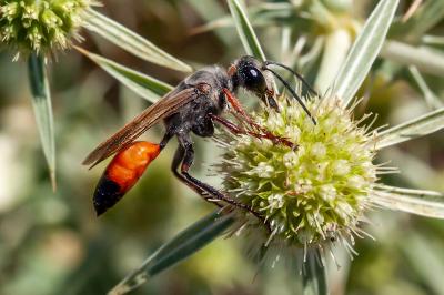 <i>Sphex funerarius</i>