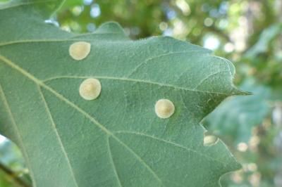 <i>Neuroterus quercusbaccarum</i>