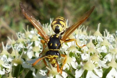 <i>Polistes dominula</i>