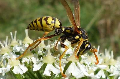 <i>Polistes dominula</i>