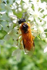 <i>Selandria serva</i>