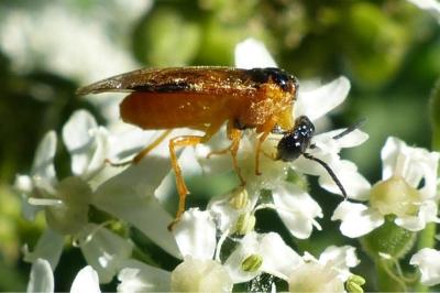 <i>Selandria serva</i>
