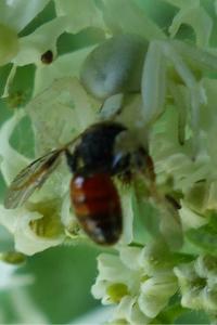 <i>Sphecodes</i>