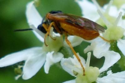 <i>Selandria melanosterna</i>