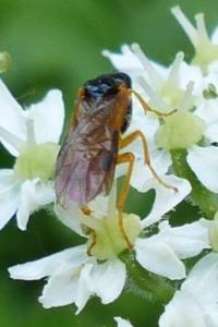 <i>Selandria melanosterna</i>