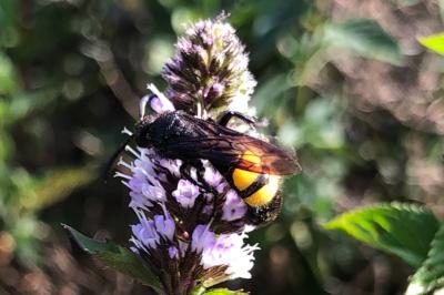 <i>Scolia hirta</i>