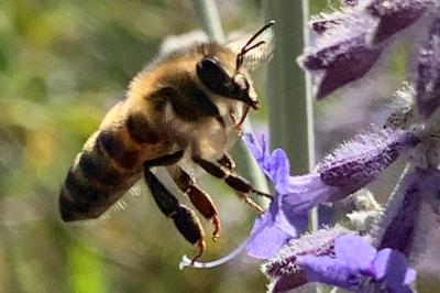 <i>Apis mellifera</i>