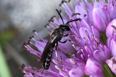 <i>Ceratina</i>