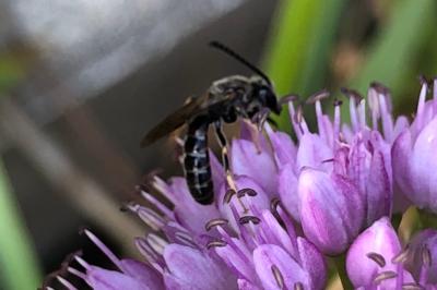<i>Ceratina</i>