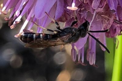 <i>Ceratina</i>