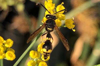 <i>Eumenes</i>
