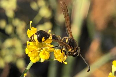 <i>Eumenes</i>