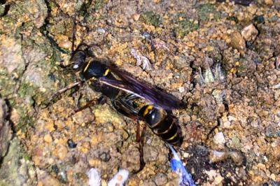 <i>Sceliphron curvatum</i>