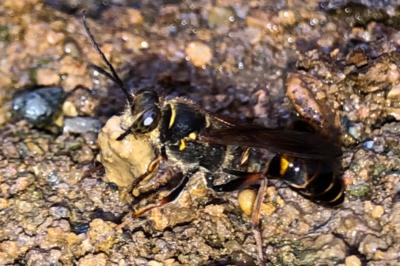 <i>Sceliphron curvatum</i>
