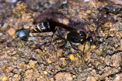 <i>Sceliphron curvatum</i>
