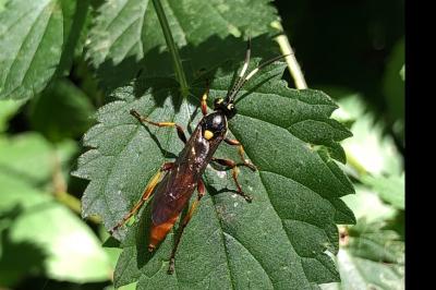 <i>Ichneumon</i>