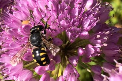 <i>Anthidium manicatum</i>