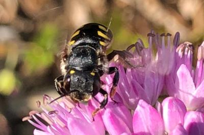 <i>Anthidium manicatum</i>