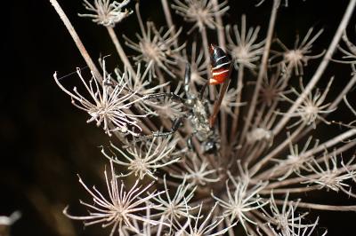 <i>Prionyx kirbii</i>