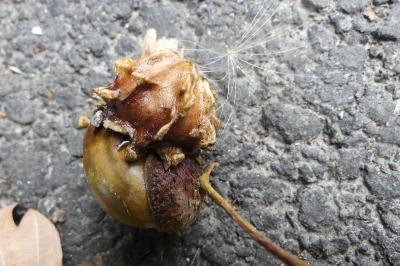<i>Andricus quercuscalicis</i>