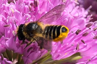 <i>Megachile</i>