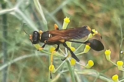 <i>Sceliphron caementarium</i>